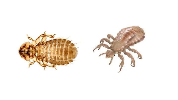 Kuş Biti İlaçlama